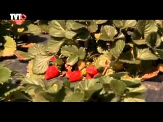 Retrospectiva 2011 - Meio ambiente 3/3: Tudo o que foi mais expressivo no ano