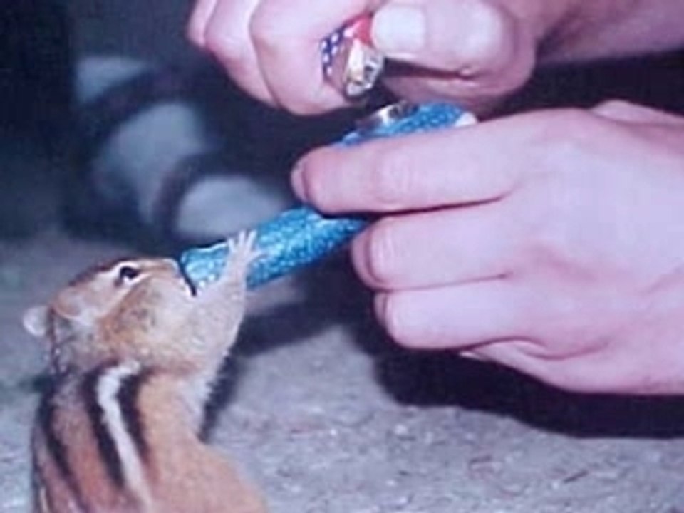 BECKSTOWN DYNAMITE - 'A Tribute 2 R.C.'