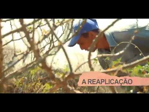 Cadeia Produtiva da Mandiocultura