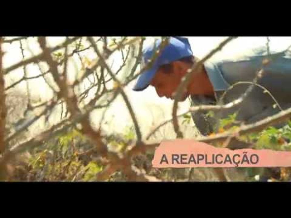 Cadeia Produtiva da Mandiocultura