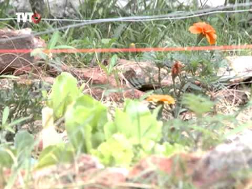 Moradores de São Paulo transformam espaços públicos em hortas comunitárias