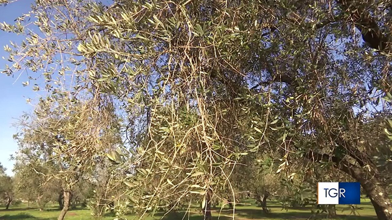 Puglia, Sindaci e medici si ribellano all'Unione Europea: "no ai pesticidi sui nostri ulivi, tuteliamo ambiente e salute dai veleni. Amministrazioni emettono ordinanze contro l'ordine di Bruxelles"