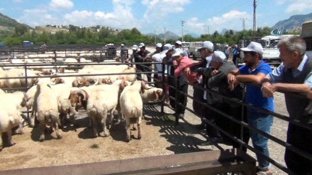 Kozan’da küçükbaş hayvan yetiştiricilerine damızlık koç dağıtıldı