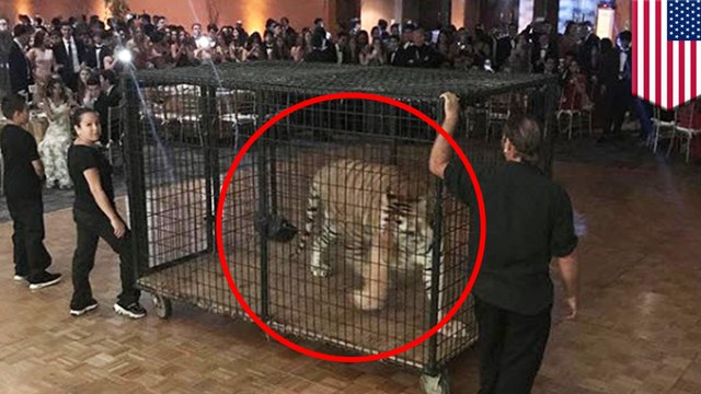 Caged tiger and other animals used for prom night