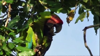 Great Green Macaw