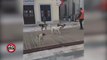 Stop - Shkodër, kur qentë bëjnë party në rrugët e qytetit, nën tingujt e muzikës tallava...!!!