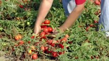 How It’s Made Canned Tomatoes