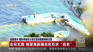 [中国新闻]血腥屠杀！摄影师偷拍太地町渔民围捕海豚过程 | CCTV-4