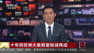 [中国新闻]十年间非洲大象数量锐减两成 | CCTV-4
