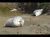 Vlorë gjendet rreth 1 ton hashash i ndarë në 30 thasë i braktisur në një pyll në zonën e Novoselës
