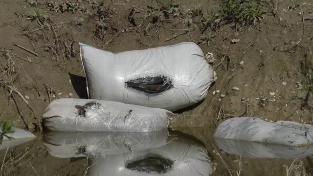 Vlorë, Top Channel zbulon 1 ton drogë në pyllin e Novoselës - Top Channel Albania - News - Lajme