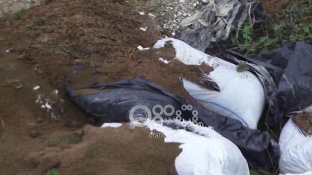 Ora News - Sekuestrohet sasi e madhe kanabisi në Novoselë të Vlorës