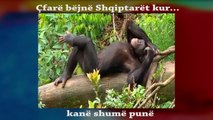 Çfarë Bëjnë Shqiptarët Kur Kanë Shumë Punë