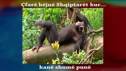 Çfarë Bëjnë Shqiptarët Kur Kanë Shumë Punë