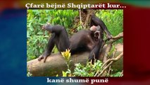 Çfarë Bëjnë Shqiptarët Kur Kanë Shumë Punë