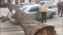 Report TV - Erërat e forta rrëzojnë palmën në qytetin e Vlorës, dëmë materiale