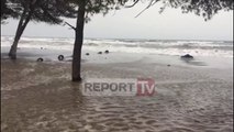 Report TV - Egërsohet deti, përmbyt rërën e pishat në Kune të Lezhës