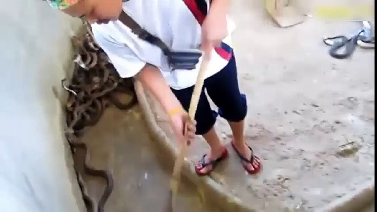 rafts of cobra snakes honor the same snake-cage sweeper
