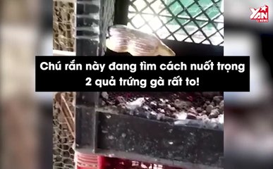 Chú rắn "mắt to hơn bụng" đi ăn trộm trứng, lúc đào tẩu lại lâm vào cảnh dở khóc dở cười