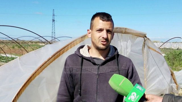 Stuhia shkatërroi serrat e luleshtrydheve - Top Channel Albania - News - Lajme