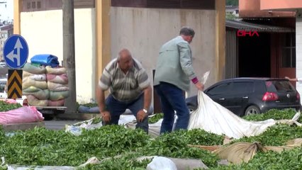 Trabzon-Hasat İçin Acele Eden Üretici Çayını Satmakta Zorlanıyor-Hd