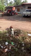 Ce chien fait la police entre ces deux coqs qui s'affrontent