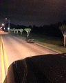 Alligator Walks Through Texas Neighborhood