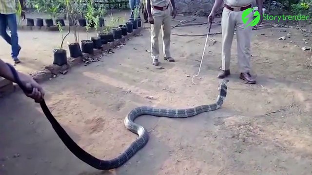 Ce cobra royal assoiffé vient boire à la bouteille