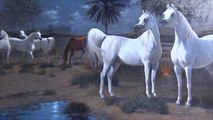 هذا الصباح - معرض للخيل العربي بالدوحة