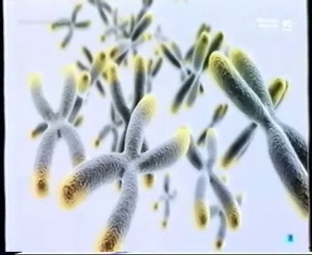 Telomeros: Terapias antienvejecimiento (Desmontando terapias)