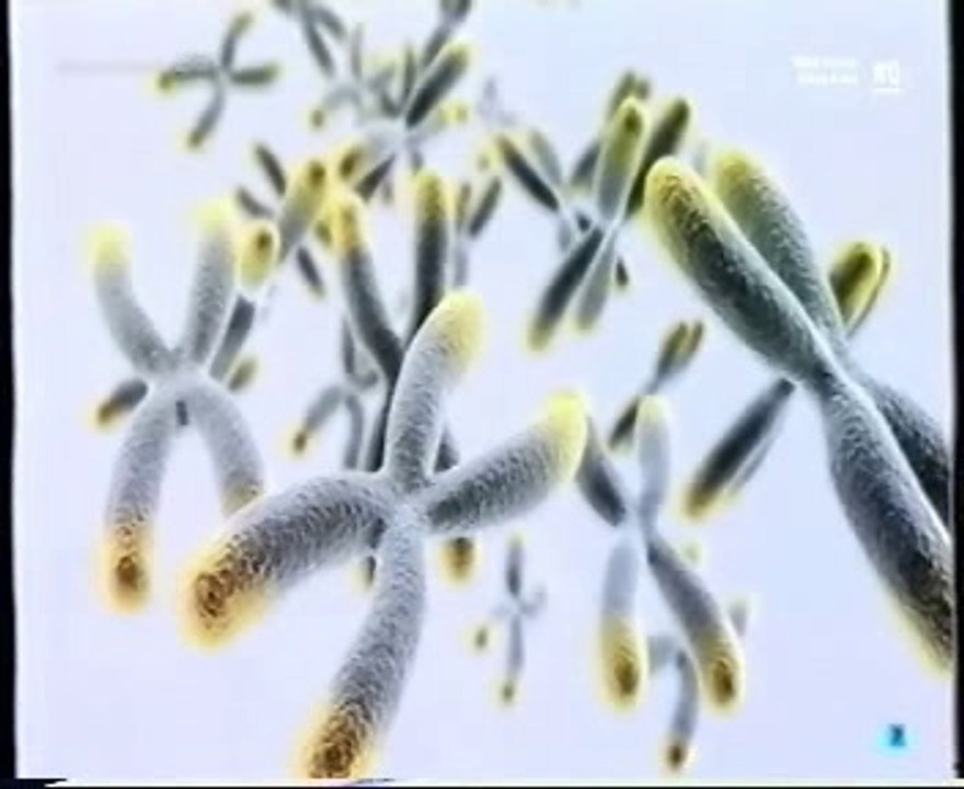 Telomeros: Terapias antienvejecimiento (Desmontando terapias)