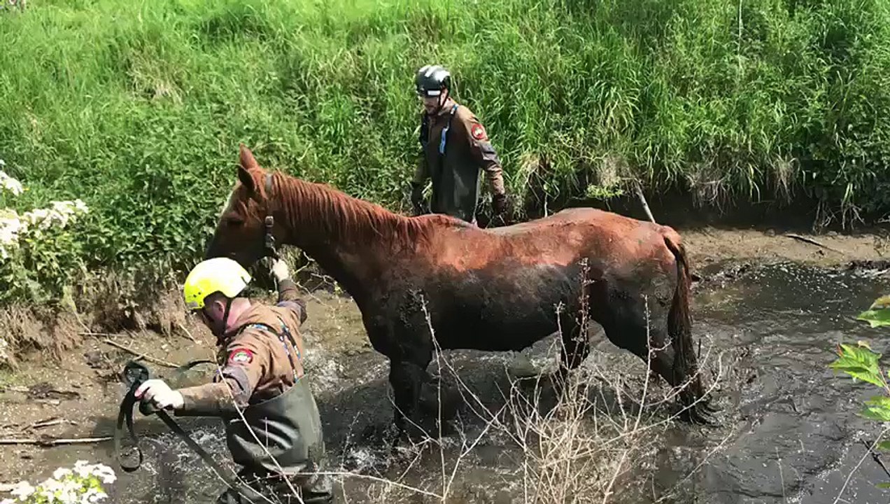 Oreye: un cheval sauvé dans le Geer 3/3