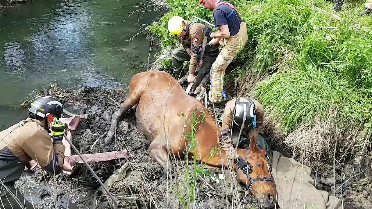Geer: un cheval sauvé dans le Geer 2/3