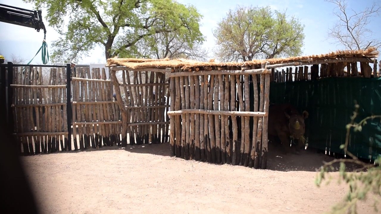 Nashörner ziehen von Südafrika in den Tschad um
