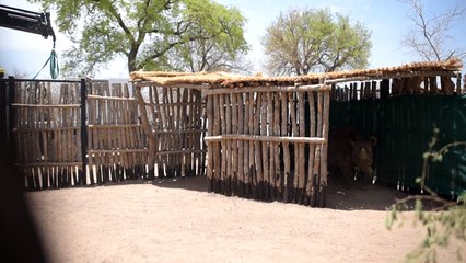Nashörner ziehen von Südafrika in den Tschad um