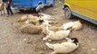 Tregu i pistë i Rrogozhinës, kafshët shiten në kushte të këqija - Top Channel Albania - News - Lajme