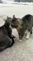 Un homme essaye d’arrêter une bagarre de deux chats !