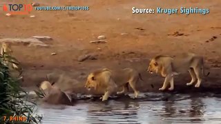 THE TOP 10 || TOP 10 ANIMALS CAN ATTACK LION || Bear, Zebra, Giraffe, Rhino, Hippo,... vs Lion