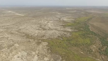 La chirinola, un cactus que 'camina', en peligro de extinción