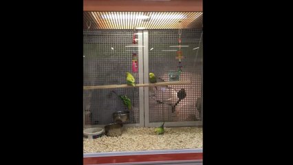 Des perruches font de la balançoire