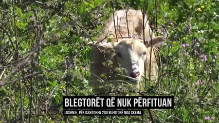 Pak aplikime në bujqësi  - Top Channel Albania - News - Lajme