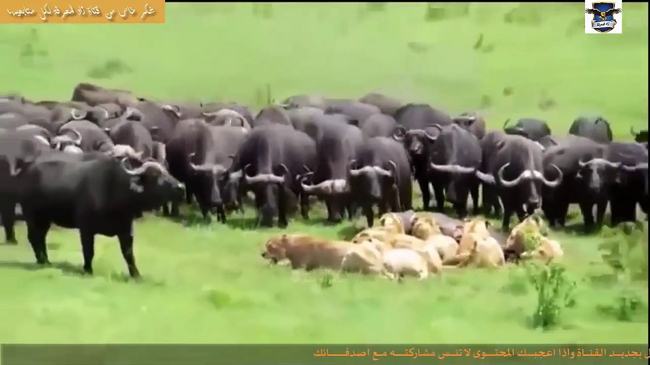 ثـــورة الجواميـــس !! انها فرصـــة الانتقـــام!