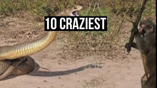 10 CRAZIEST ANIMAL FIGHTS CAUGHT ON CAMERA - Discovery Channel