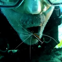 Une crevette vient nettoyer la bouche de ce plongeur