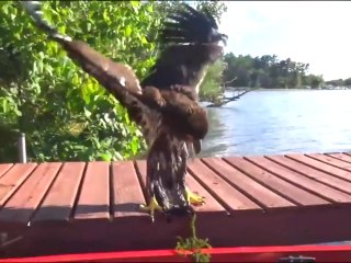 Descargar video: Ils sauvent un aigle piégé dans un marais... Beau geste