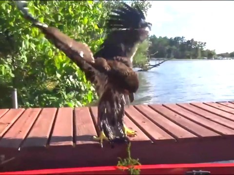 Ils sauvent un aigle piégé dans un marais... Beau geste