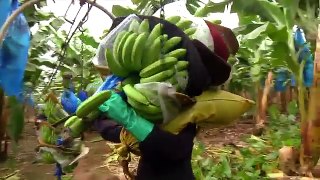 DOLE - Harvesting Bananas