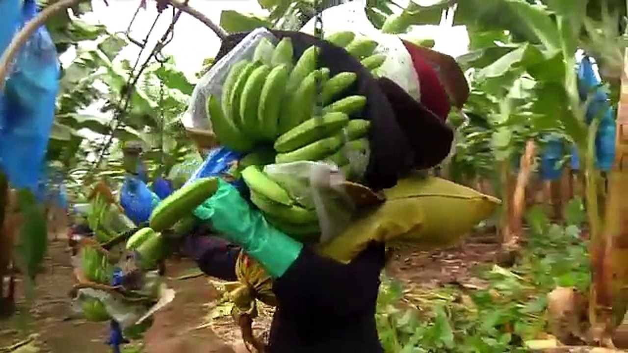 DOLE - Harvesting Bananas
