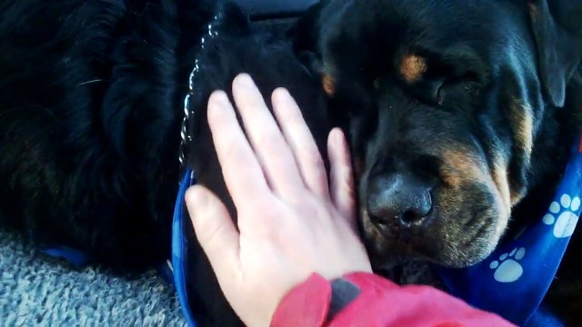 Ce pauvre Rottweiler pleure la mort de son frère. Trop triste à voir