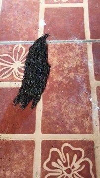 Une créature rampante terrifiante et mysterieuse...